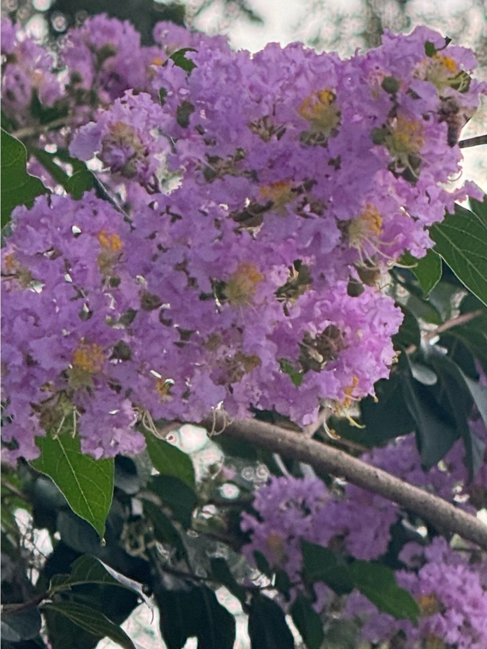 Lilac Purple Flower Cluster Photo Print